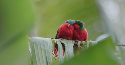 Ura, sauver l’oiseau sacré des Australes